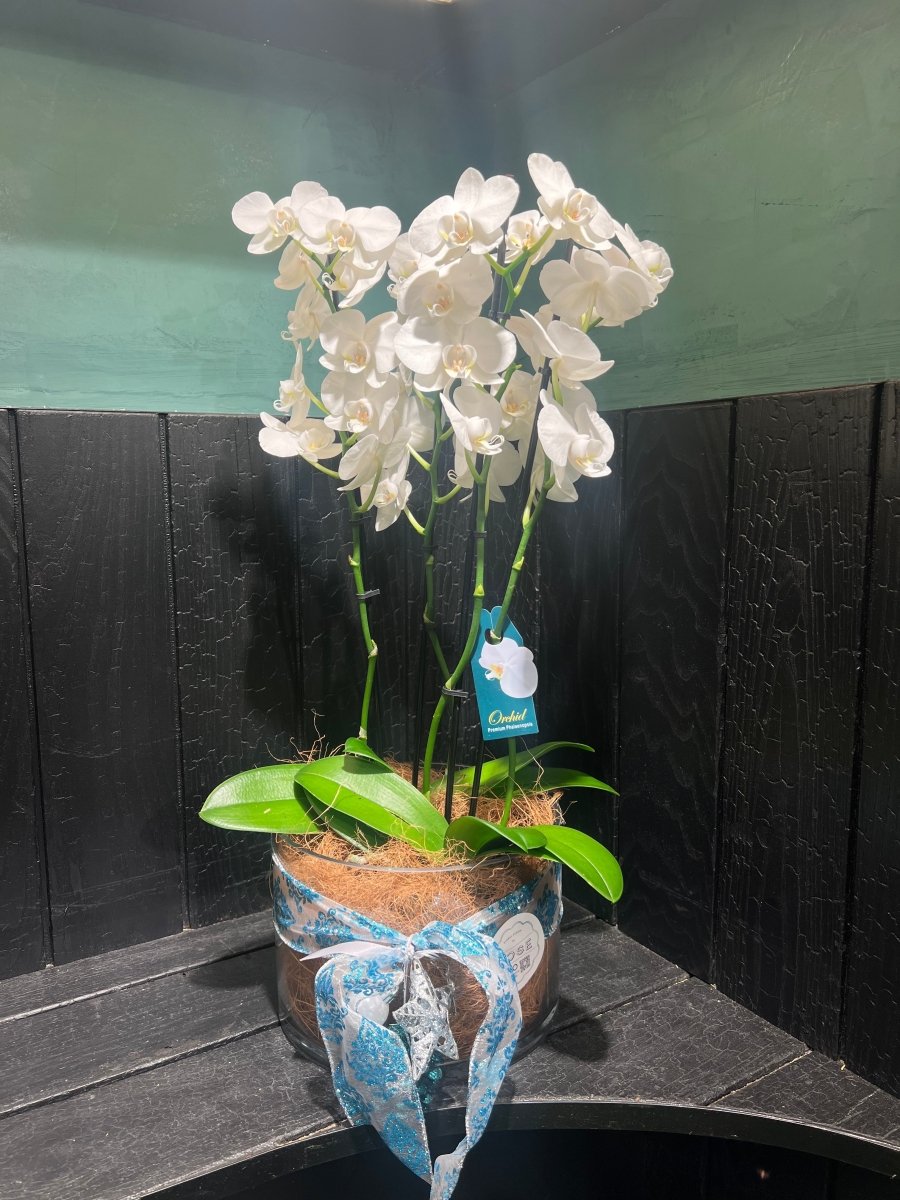 Deluxe Orchid Plant - ROSE &amp; CO