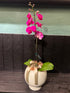 Orchid Plant - ROSE & CO