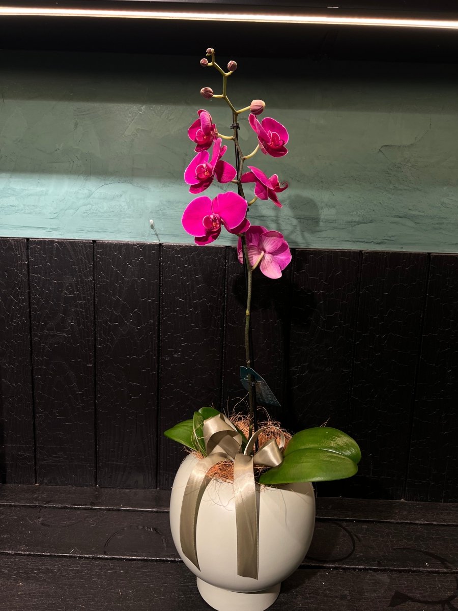 Orchid Plant - ROSE &amp; CO