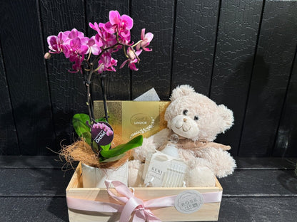 Orchid Plant Hamper - ROSE &amp; CO