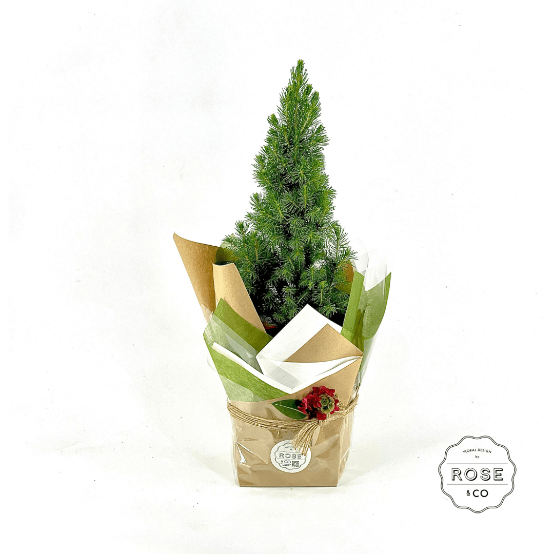 Fresh potted Christmas Tree - ROSE &amp; CO